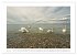 Melancholie-Bodensee 2026 (hochwertiger... - Bild 11