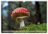 Waldpilz-Impressionen (Wandkalender... - Bild 11