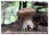 Waldpilz-Impressionen (Wandkalender... - Bild 13
