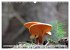 Waldpilz-Impressionen (Wandkalender... - Bild 14