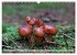 Waldpilz-Impressionen (Wandkalender... - Bild 7