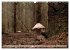 Waldpilz-Impressionen (Wandkalender... - Bild 8
