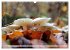 Waldpilz-Impressionen (Wandkalender... - Bild 9