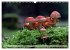 Waldpilz-Impressionen (Wandkalender... - Bild 10