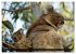 Die Tierwelt in Australien... - Bild 2