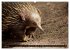 Die Tierwelt in Australien... - Bild 13