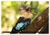 Die Tierwelt in Australien... - Bild 14