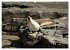Die Tierwelt in Australien... - Bild 4
