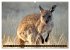 Die Tierwelt in Australien... - Bild 7