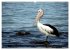 Die Tierwelt in Australien... - Bild 9