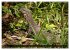 Die Tierwelt in Australien... - Bild 10