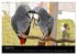 Graupapageien mit Herz (Wandkalender... - Bild 14