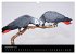 Graupapageien mit Herz (Wandkalender... - Bild 15
