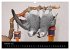 Graupapageien mit Herz (Wandkalender... - Bild 8