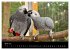 Graupapageien mit Herz (Wandkalender... - Bild 10