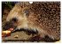 Meine Igel (Wandkalender 2026 DIN A4... - Bild 14