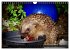 Meine Igel (Wandkalender 2026 DIN A4... - Bild 10