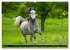 Traumpferd Lipizzaner (hochwertiger... - Bild 11