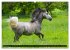Traumpferd Lipizzaner (hochwertiger... - Bild 14
