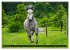 Traumpferd Lipizzaner (hochwertiger... - Bild 3