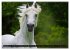 Traumpferd Lipizzaner (hochwertiger... - Bild 4
