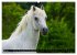 Traumpferd Lipizzaner (hochwertiger... - Bild 10