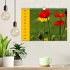 MOHNBLÜTEN (Wandkalender 2026 DIN A4... - Bild 2