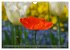 MOHNBLÜTEN (Wandkalender 2026 DIN A4... - Bild 11