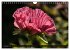 MOHNBLÜTEN (Wandkalender 2026 DIN A4... - Bild 4