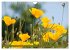 MOHNBLÜTEN (Wandkalender 2026 DIN A4... - Bild 8