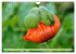MOHNBLÜTEN (Wandkalender 2026 DIN A4... - Bild 9
