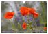 MOHNBLÜTEN (Wandkalender 2026 DIN A4... - Bild 10