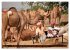 Rajasthan, Indien - Pushkar Mela... - Bild 11