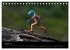 Micro Dino Skaters 2026 (Tischkalender... - Bild 7
