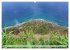 Die Insel Madeira (hochwertiger Premium... - Bild 10