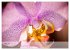 Phalaenopsis - die zauberhafte Welt der... - Bild 11