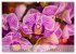 Phalaenopsis - die zauberhafte Welt der... - Bild 12