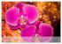 Phalaenopsis - die zauberhafte Welt der... - Bild 14