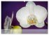 Phalaenopsis - die zauberhafte Welt der... - Bild 5