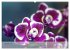 Phalaenopsis - die zauberhafte Welt der... - Bild 7