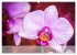 Phalaenopsis - die zauberhafte Welt der... - Bild 10