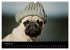 Der MOPS-Kalender (Wandkalender 2026... - Bild 8