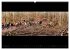 Markgräflerland-Panoramen - Vier... - Bild 7