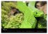 Reptilien 2026 (Wandkalender 2026 DIN... - Bild 11