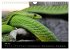 Reptilien 2026 (Wandkalender 2026 DIN... - Bild 13
