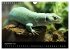 Reptilien 2026 (Wandkalender 2026 DIN... - Bild 15