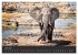 Elefanten - Graue Riesen (Tischkalender... - Bild 12