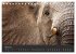 Elefanten - Graue Riesen (Tischkalender... - Bild 10