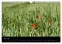 Just Mohn (Wandkalender 2026 DIN A3... - Bild 11