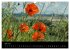 Just Mohn (Wandkalender 2026 DIN A3... - Bild 12